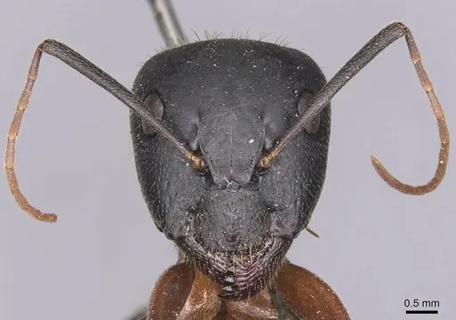 Camponotus samius specimen CASENT0905290 image casent0905290_2
