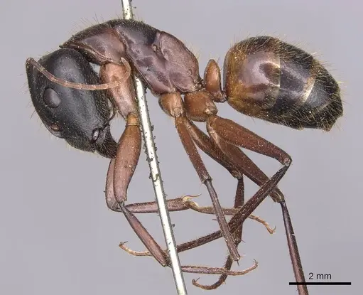 Camponotus samius specimen CASENT0905290 image casent0905290_3