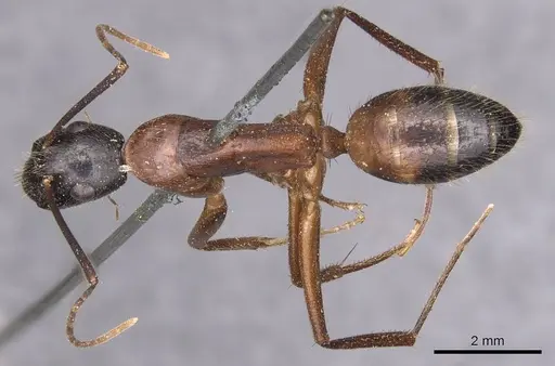 Camponotus samius specimen CASENT0905291 image casent0905291_1