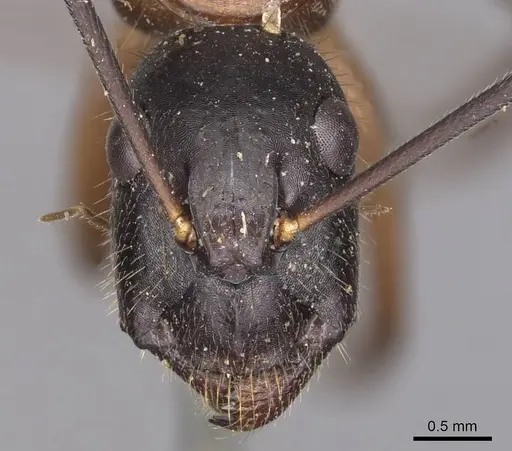 Camponotus samius specimen CASENT0905291 image casent0905291_2