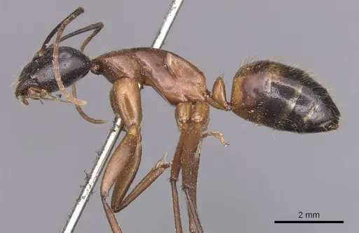 Camponotus samius specimen CASENT0905291 image casent0905291_3