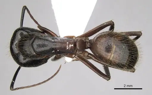 Camponotus samius specimen CASENT0906056 image casent0906056_1