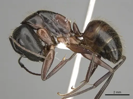 Camponotus samius specimen CASENT0906056 image casent0906056_3