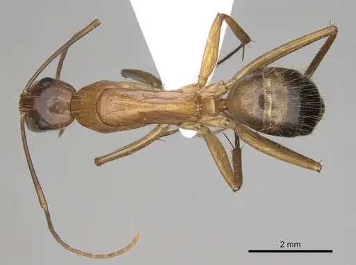 Camponotus samius specimen CASENT0906057 image casent0906057_1