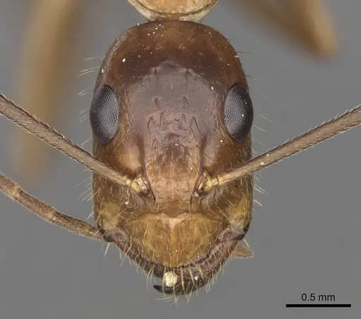 Camponotus samius specimen CASENT0906057 image casent0906057_2