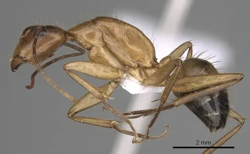 Camponotus samius specimen CASENT0906057 image casent0906057_3