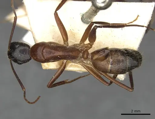 Camponotus samius specimen CASENT0910258 image casent0910258_1