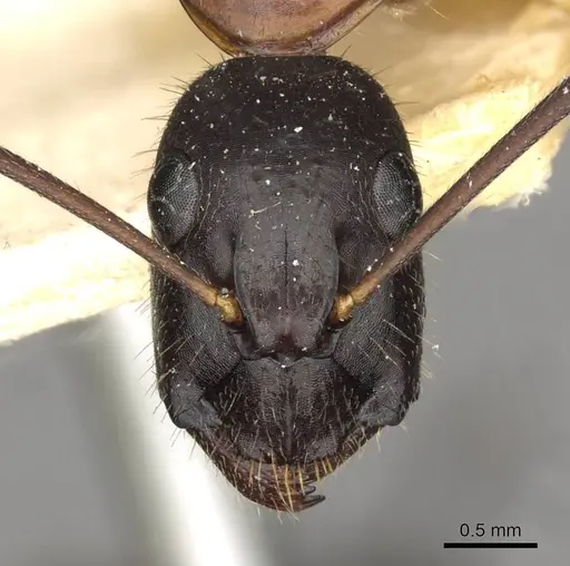 Camponotus samius specimen CASENT0910258 image casent0910258_2