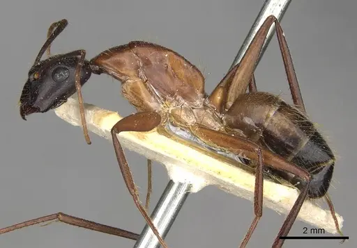 Camponotus samius specimen CASENT0910258 image casent0910258_3