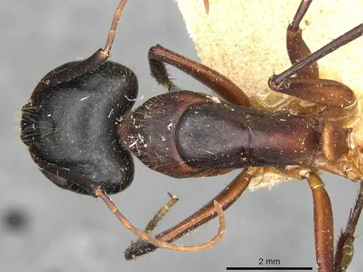 Camponotus samius specimen CASENT0910259 image casent0910259_1