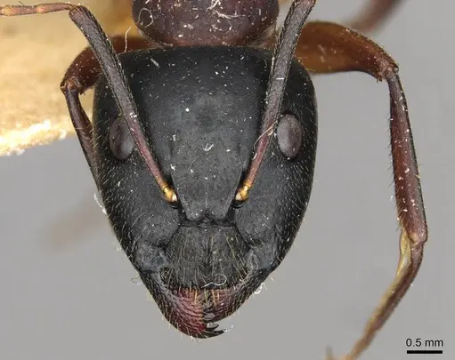 Camponotus samius specimen CASENT0910259 image casent0910259_2