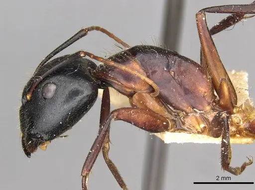 Camponotus samius specimen CASENT0910259 image casent0910259_3
