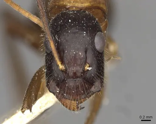 Camponotus samius specimen CASENT0910260 image casent0910260_2