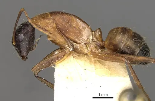 Camponotus samius specimen CASENT0910260 image casent0910260_3