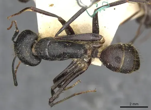 Camponotus samius specimen CASENT0910261 image casent0910261_1