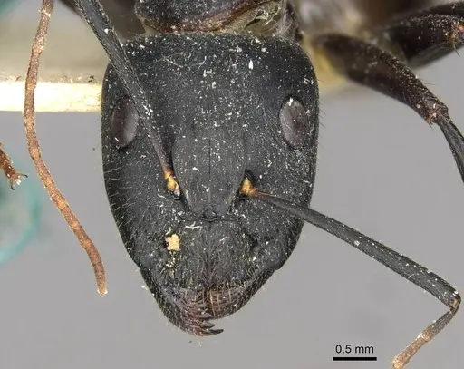 Camponotus samius specimen CASENT0910261 image casent0910261_2