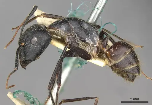 Camponotus samius specimen CASENT0910261 image casent0910261_3