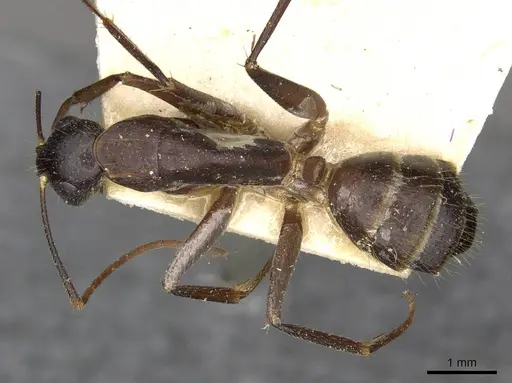 Camponotus samius specimen CASENT0910262 image casent0910262_1