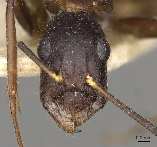 Camponotus samius specimen CASENT0910262 image casent0910262_2