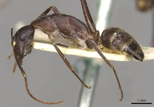 Camponotus samius specimen CASENT0910262 image casent0910262_3