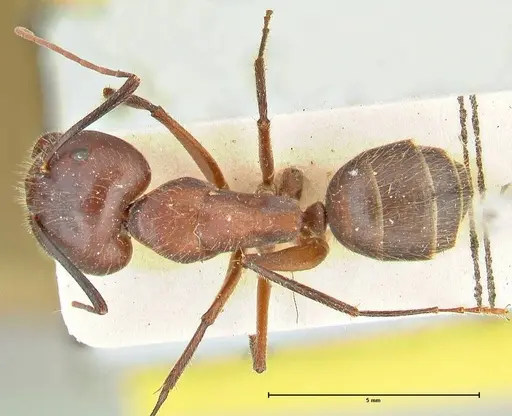 Camponotus samius specimen FOCOL2432 image focol2432_1