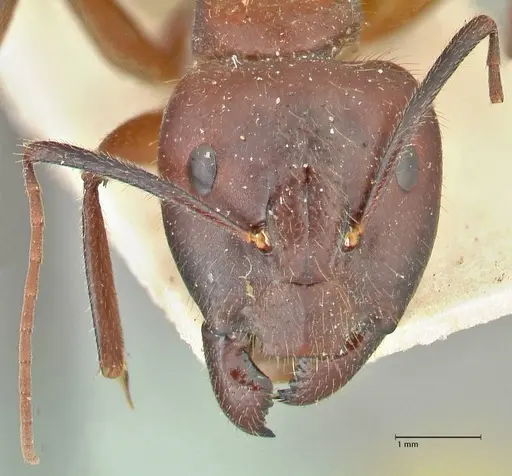 Camponotus samius specimen FOCOL2432 image focol2432_2