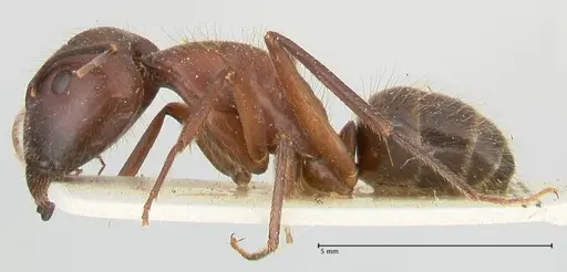 Camponotus samius specimen FOCOL2432 image focol2432_3