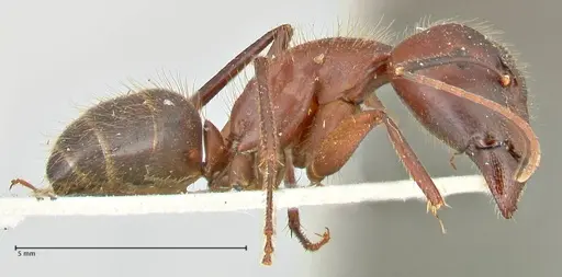 Camponotus samius specimen FOCOL2432 image focol2432_4