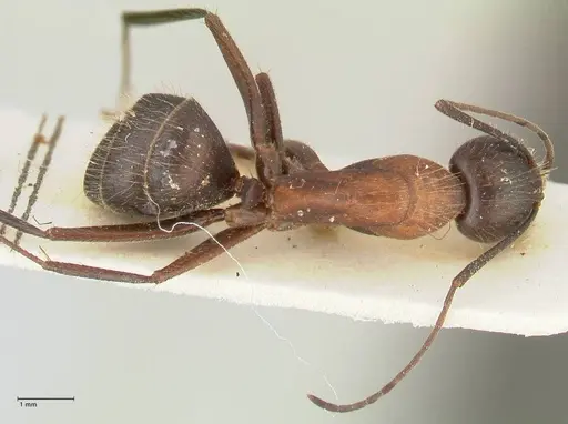 Camponotus samius specimen FOCOL2433 image focol2433_1