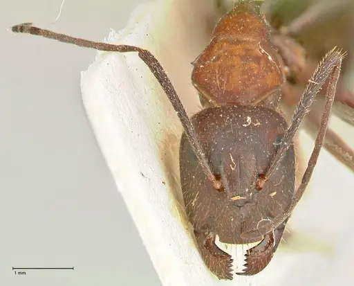Camponotus samius specimen FOCOL2433 image focol2433_2