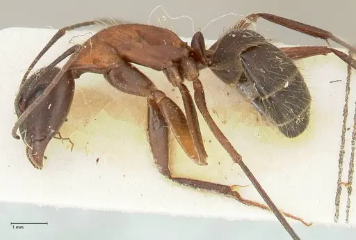 Camponotus samius specimen FOCOL2433 image focol2433_3