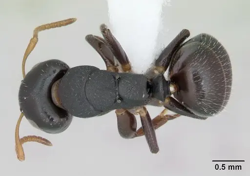 Camponotus sanctaefidei specimen CASENT0173445 image casent0173445_1