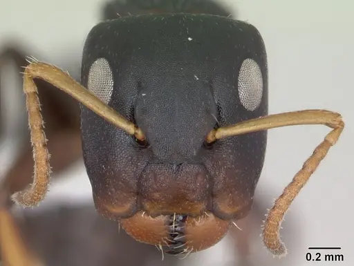 Camponotus sanctaefidei specimen CASENT0173445 image casent0173445_2