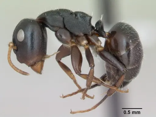 Camponotus sanctaefidei specimen CASENT0173445 image casent0173445_3