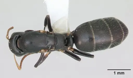 Camponotus sanctaefidei specimen CASENT0173446 image casent0173446_1