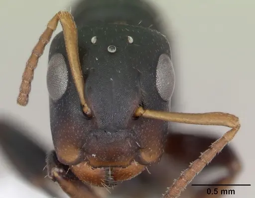 Camponotus sanctaefidei specimen CASENT0173446 image casent0173446_2