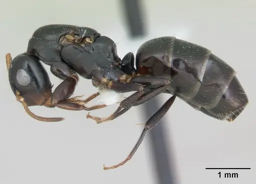 Camponotus sanctaefidei specimen CASENT0173446 image casent0173446_3