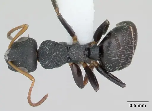 Camponotus sanctaefidei specimen CASENT0173447 image casent0173447_1