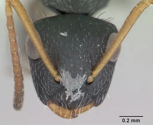 Camponotus sanctaefidei specimen CASENT0173447 image casent0173447_2