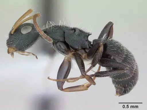 Camponotus sanctaefidei specimen CASENT0173447 image casent0173447_3