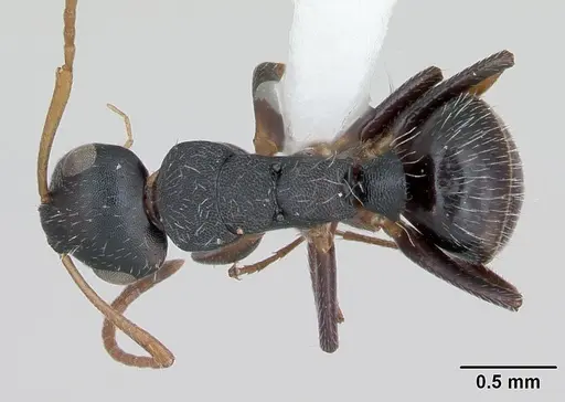Camponotus sanctaefidei specimen CASENT0173557 image casent0173557_1