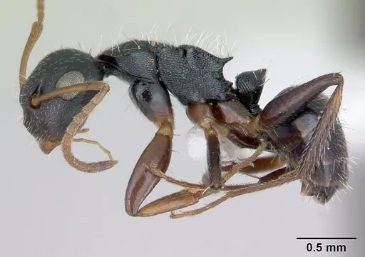 Camponotus sanctaefidei specimen CASENT0173557 image casent0173557_3