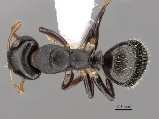 Camponotus sanctaefidei specimen CASENT0280154 image casent0280154_1
