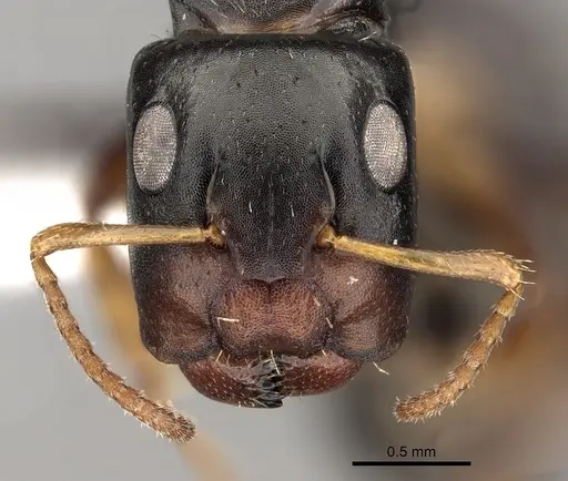 Camponotus sanctaefidei specimen CASENT0280154 image casent0280154_2