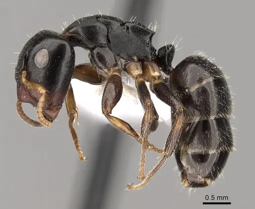 Camponotus sanctaefidei specimen CASENT0280154 image casent0280154_3