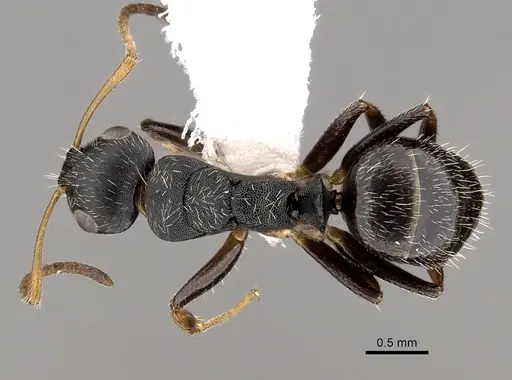 Camponotus sanctaefidei specimen CASENT0280155 image casent0280155_1