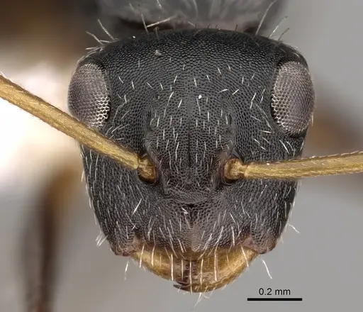 Camponotus sanctaefidei specimen CASENT0280155 image casent0280155_2