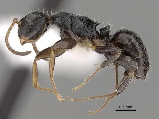 Camponotus sanctaefidei specimen CASENT0280155 image casent0280155_3