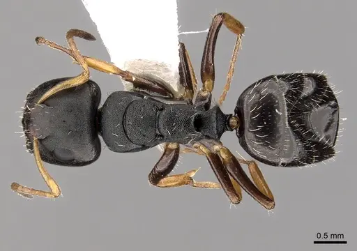 Camponotus sanctaefidei specimen CASENT0280156 image casent0280156_1