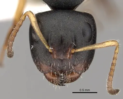 Camponotus sanctaefidei specimen CASENT0280156 image casent0280156_2